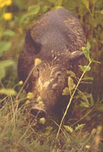 Wild Boar